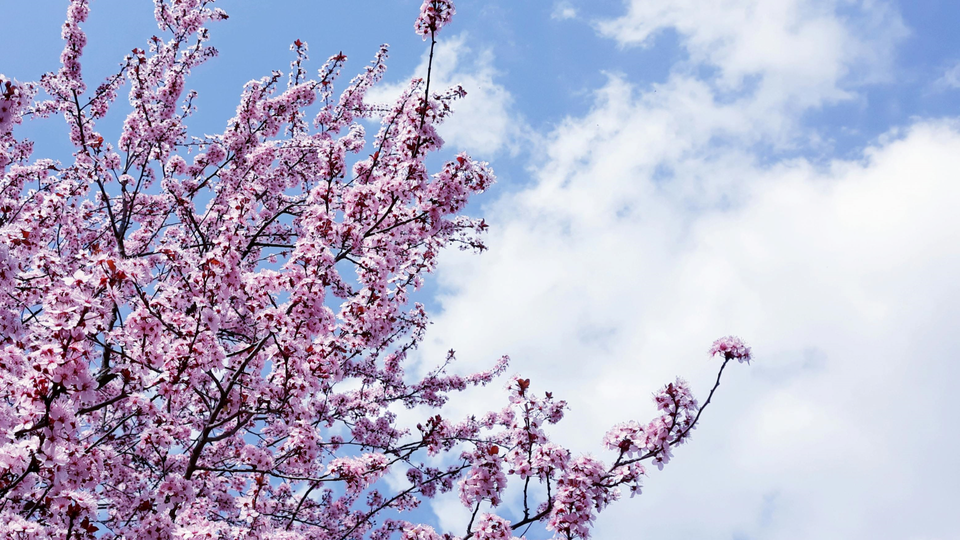 azblob://2024/12/09/eyecatch/2024-12-11-sakura-cloud-introduction-000.png